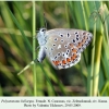 polyommatus bellargus zelenokumsk female 1